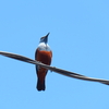 能登半島でも鳥ハント