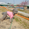 ご近所の河津桜は・・・