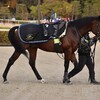 【一口馬主／ベイステート】ゲート試験合格、放牧へ…