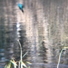 iPhone8でカワセミのダイブを撮れるか？〈230113〉Can I take a picture of a kingfisher dive with iPhone8?