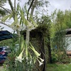 雨ばかりの庭ですが、お花は咲いてくれるんです