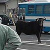 逃走黒毛和牛に県警が包囲モー（群馬県）