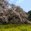 吉高の大桜情報 最終