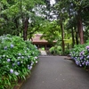 阿弥陀寺　紫陽花