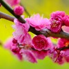 浜離宮庭園で梅と菜の花