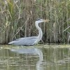 牧野ヶ池の秋