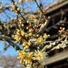 鎌倉瑞泉寺には，他では見られない「黄梅」があります．本堂前左手の老木で，開花が始まっていました．「江戸時代から知られた梅の品種で，花弁は退化してやや○（読めませんでした）黄色．この木により牧野博士はオウバイと命名された」と立て札にあります．今一般的に「オウバイ」と呼ばれている植物や，同じく黄色い花を咲かせる「ロウバイ」とはかなり異なる植物です．正確な系統樹上の位置づけを知りたいものです．ネット上では捜せませんでした．