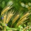 夏場の飲み物は麦茶が一番の理由