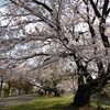 愛知県一宮総合運動場　満開の桜並木