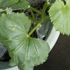 【メロン日記】摘芯、脇芽取り　5月11日