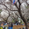 「祝」桜満開＆花見宴会解禁！…だけど、冷たい雨の週末。