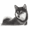 ５年日記の話・犬の絵３