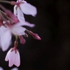 ご近所の桜 3