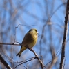 レンジャク以外の野鳥たち近況