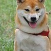 柴犬の認知症？！は実は認知症ではなく耳が原因では？！と思う今日この頃