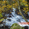 芹生峠道の紅葉