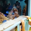 岡山天満屋で開催されている『スマスイ旅するAquarium(アクアリウム)』へ行ってきました【終了】