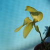 Bulbophyllum grandiflorum f. aureum`Left Fuji' 