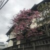 河津桜