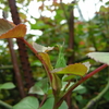 2014/04/12　春風がさらに鬱蒼、つぼみも