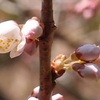 桜とグリーンネックレスが開花中です。