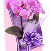 orchidの意味