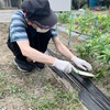 シシトウ畑の水撒き・草引き