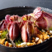 セファロタス/CEPHALOTUS カテゴリーの記事一覧 - MAD GRDEN'S LAB