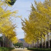 運動公園のイチョウ並木