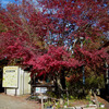 御岳山を紅葉ハイキング