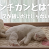 マンチカンってどんな猫？足が短いだけじゃない？！