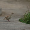 シマシャコ(Grey Francolin)とプロテアの花