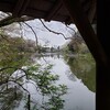 善福寺公園　葉桜混じり