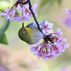 花樹とメジロの季節　その弐