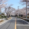 多摩川桜百景　－45. 根川さくら通り－