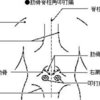 CVA叩打痛の方法とその鑑別