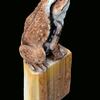 ヒキガエル？ガマガエル？　金運カエルです