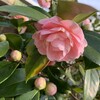 早くも蚊が