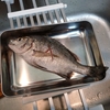 チヌ釣り🎣