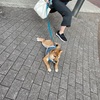 柴犬「きび」が来てから53日目【めちゃくちゃにおいをかがれる】