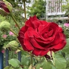 庭先の花