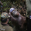 インドネシアの森林火災で苦しむオランウータンたち　救助され安全な場所へ輸送