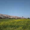 桜・権現堂桜堤