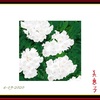 白いサツキ （White Rhododendron）