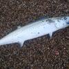 サーフから狙う！青物の釣り方と釣果を伸ばすテクニック【ブリ・イナダ・サワラ・サゴシ】