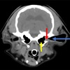 ネコのMRI
