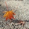 立ち紅葉