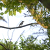 コサメビタキ・センダイムシクイ・エナガ(大阪城野鳥探鳥20220709 4:35-10:10)