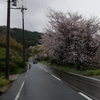 雨の中の桜！