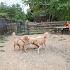 ドッグホテルあん｜お泊りワンコ サンちゃん＾＾